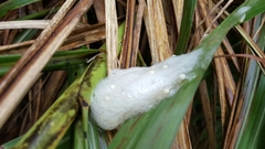 Zhangixalus taipeianus