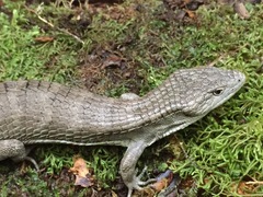 Abronia montecristoi