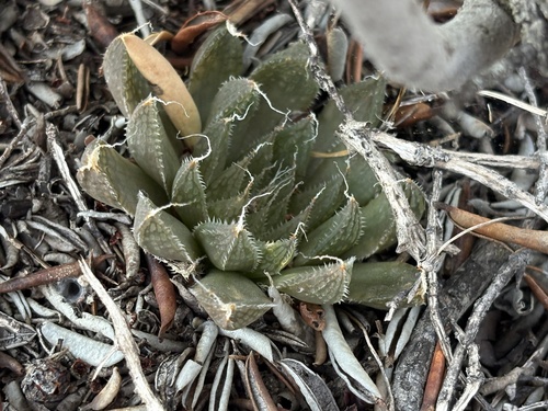 Cederberg haworthia (Haworthia nortieri)