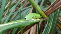 Zhangixalus taipeianus