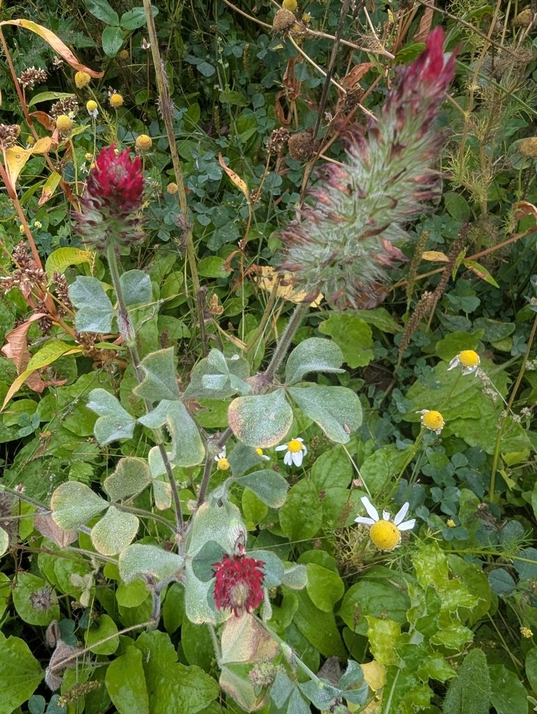 Trifolium incarnatum