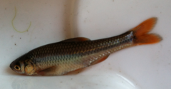Notropis topeka