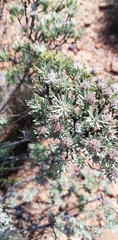 Leucadendron brunioides brunioides
