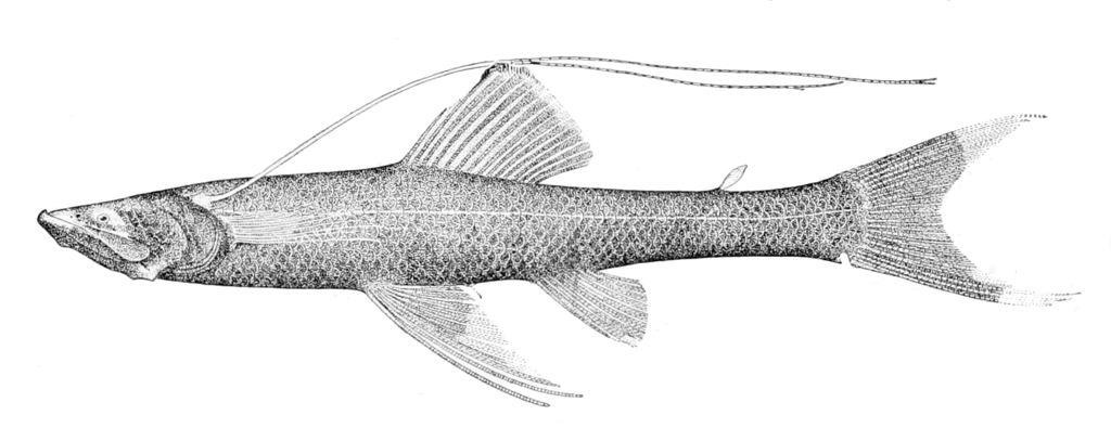 Bathypterois filiferus