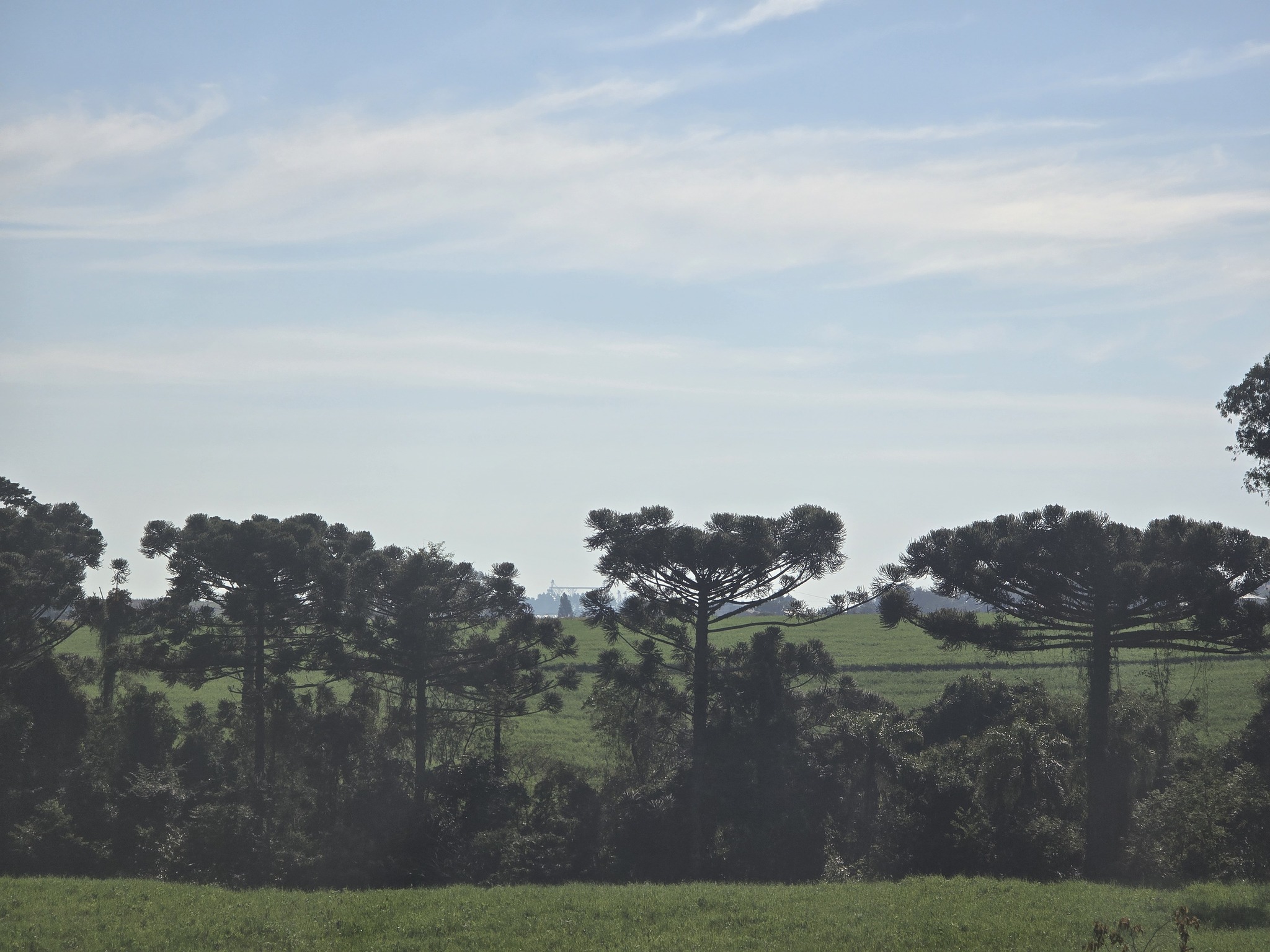 Araucaria angustifolia