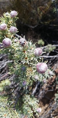 Leucadendron brunioides brunioides