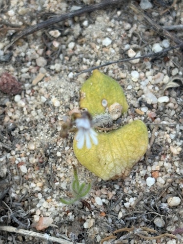 Nun Orchid (Holothrix aspera)