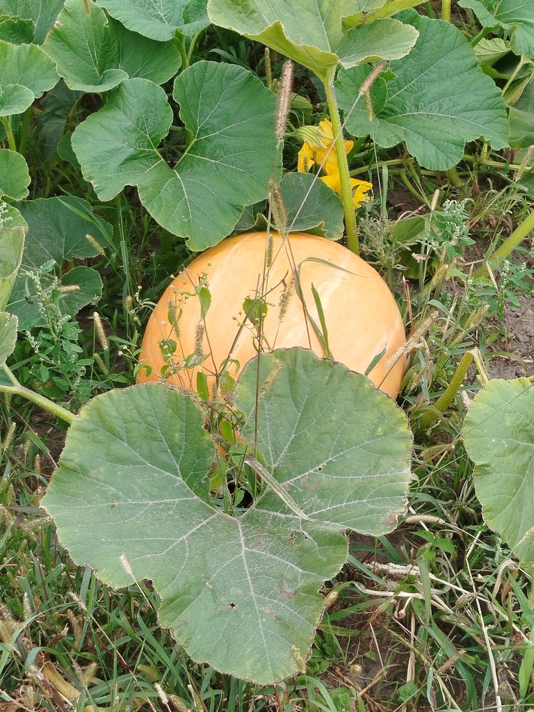 Cucurbita