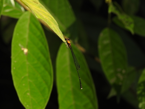 Prodasineura delicatula