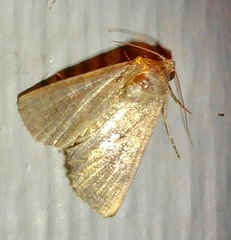 Condicini