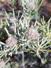 Leucadendron brunioides brunioides