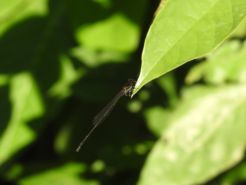 Black Threadtail