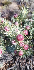 Leucadendron brunioides brunioides