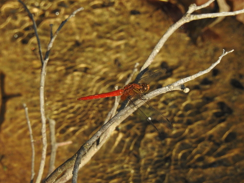 Orange Skimmer