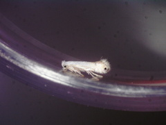 Phyllonorycter lucidicostella