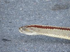 Crotalus tzabcan