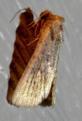 Condicini