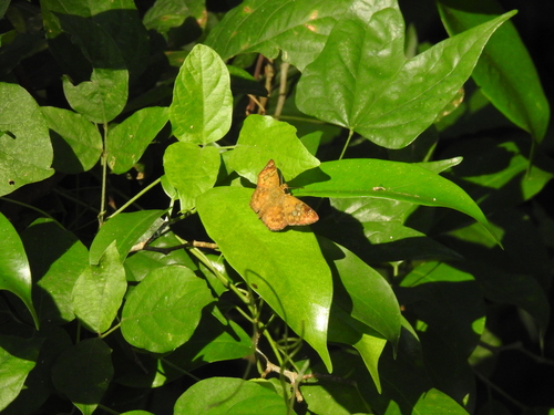Pseudocoladenia eacus