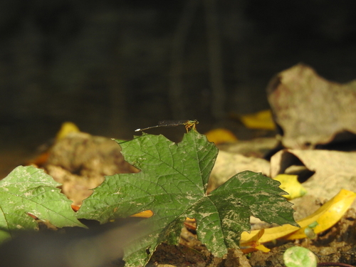 Yellow featherlegs