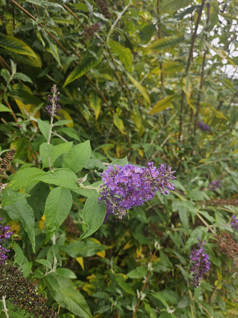 Buddleja