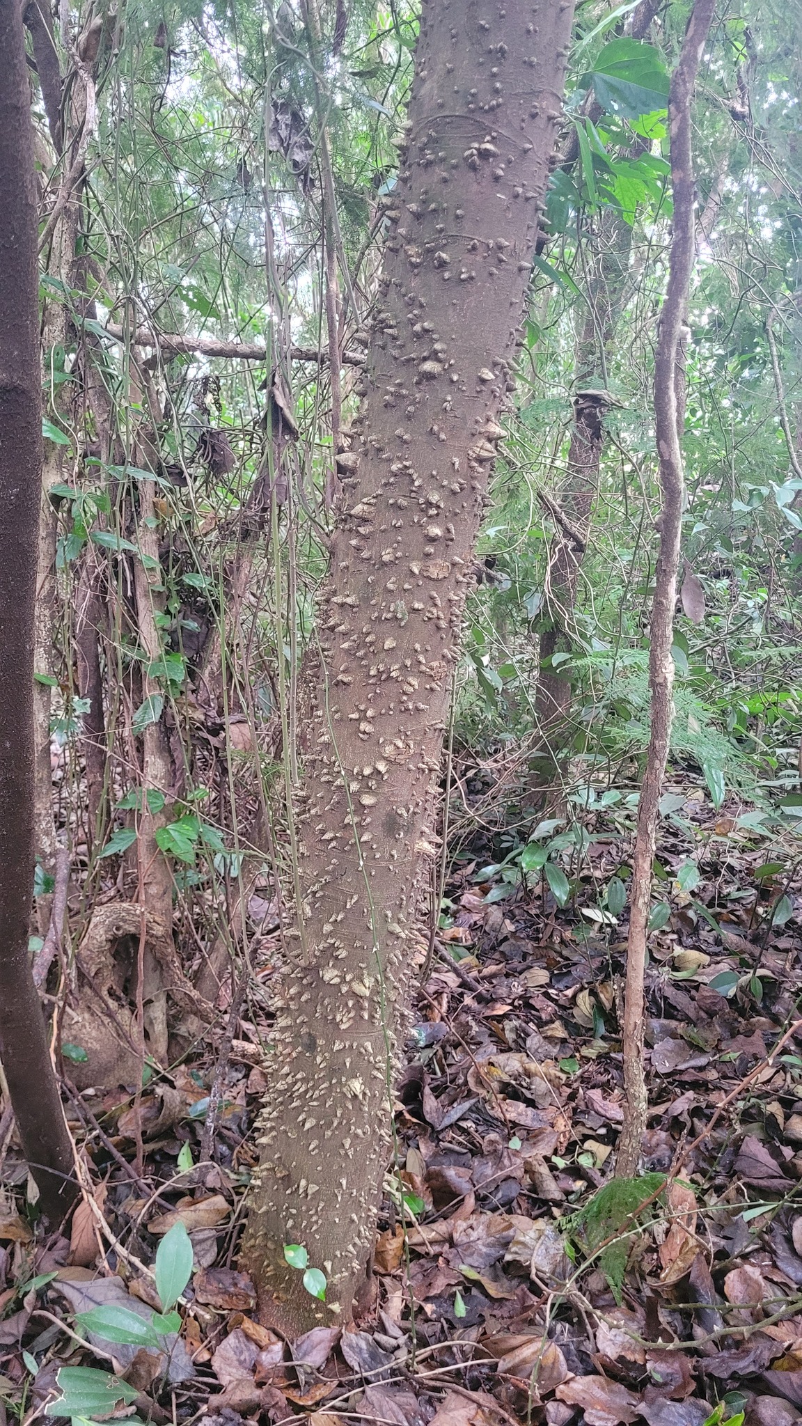 Zanthoxylum rhoifolium
