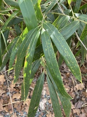Pseudosasa japonica