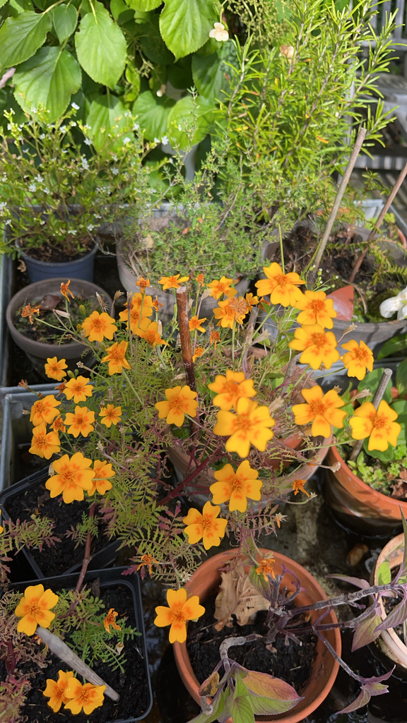 Tagetes