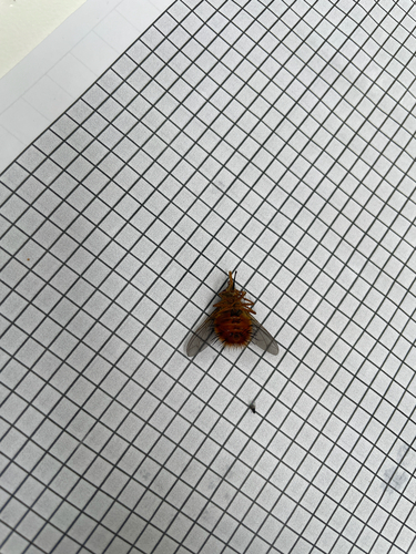 Unknown species found near Laramie Peak Trail, Wheatland, WY, US