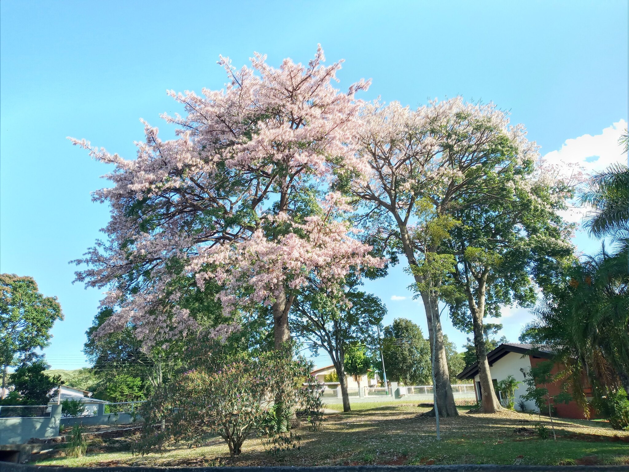 Ceiba speciosa