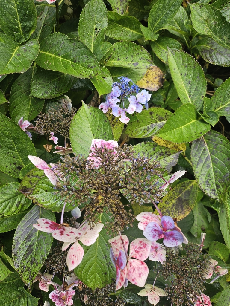 Hydrangea