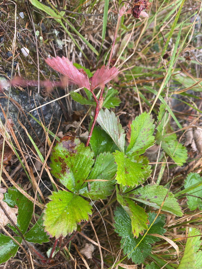 Fragaria