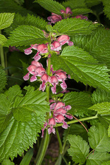Lamium orvala