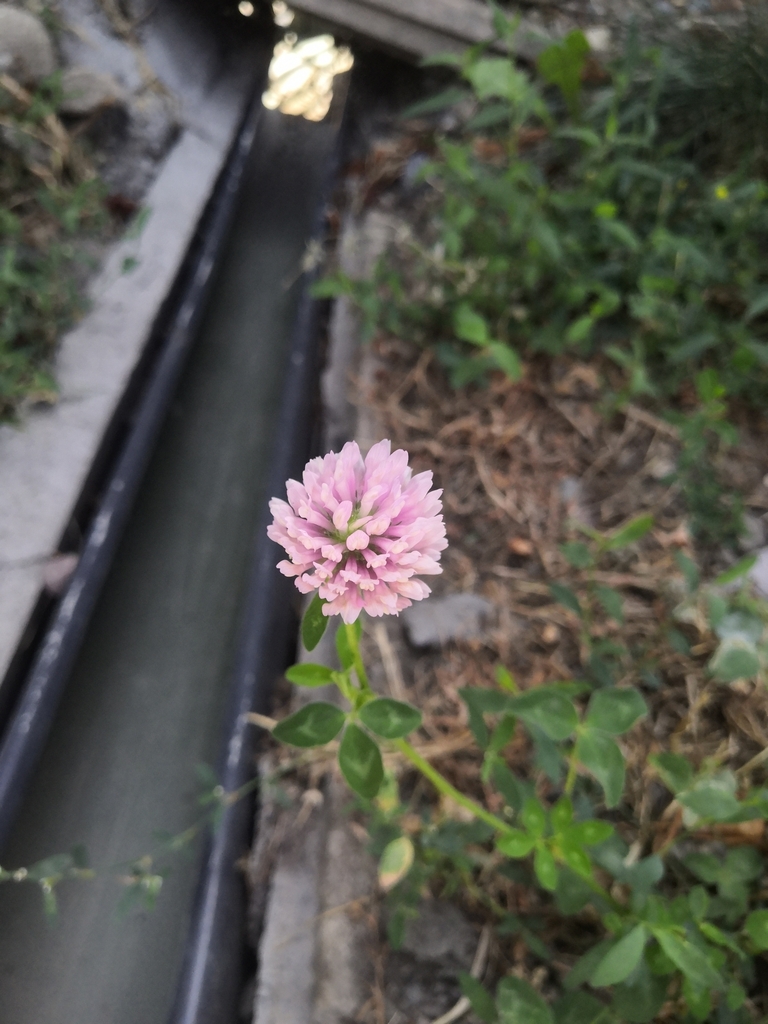 Trifolium