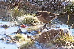 Cinclodes albiventris