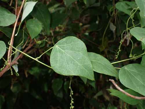 Cyclea hypoglauca observed 2025-08-27