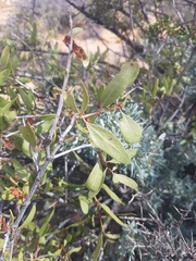 Tapinanthus