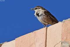 Cinclodes albiventris