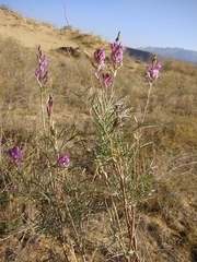 Astragalus brachylobus