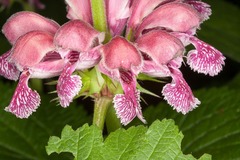 Lamium orvala