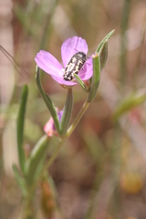 Clarkia affinis