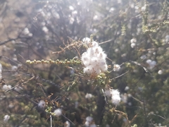 Eriocephalus microphyllus