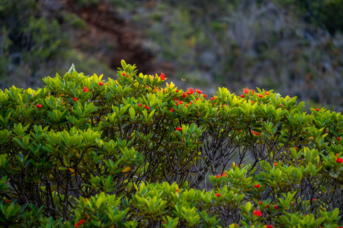 Xanthostemon ruber observed 2025-08-04