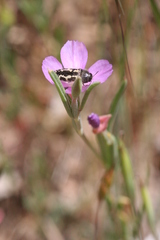 Clarkia affinis