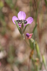 Clarkia affinis