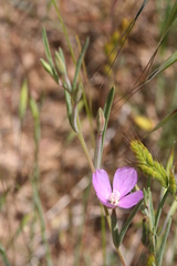 Clarkia affinis