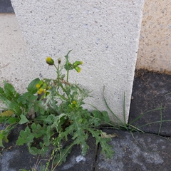 Senecio vulgaris