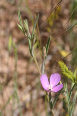 Clarkia affinis