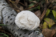 Myxomycetes
