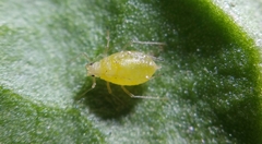 Myzus persicae