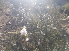 Eriocephalus microphyllus